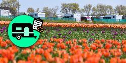 Benelux im FrŸhling Tulpen