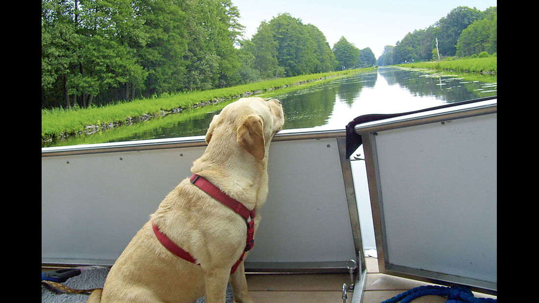 Hund an Bord