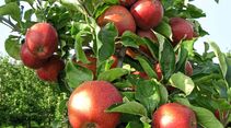Im Alten Land werden pro Jahr rund 300 000 Tonnen feinster Äpfel geerntet.