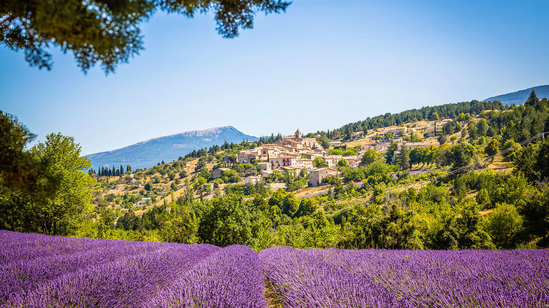 Lavendelfeld in der Provence.