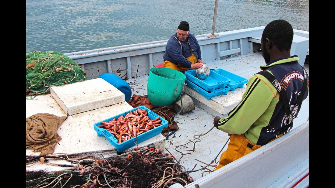 Meeresgetier für die heimischen Küchen, hier am Pier von L’Ametlla de Mar