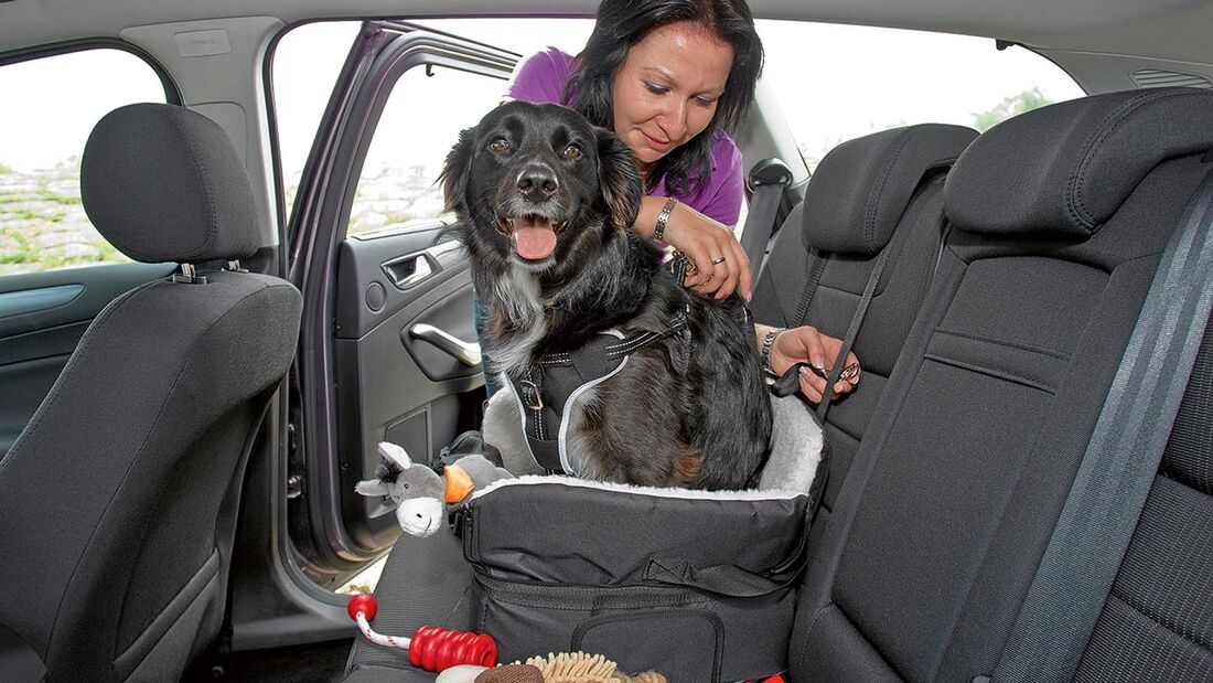 Mit Hilfe von Schnallen wird der Autositz für Hunde an der Rückbank angebracht.