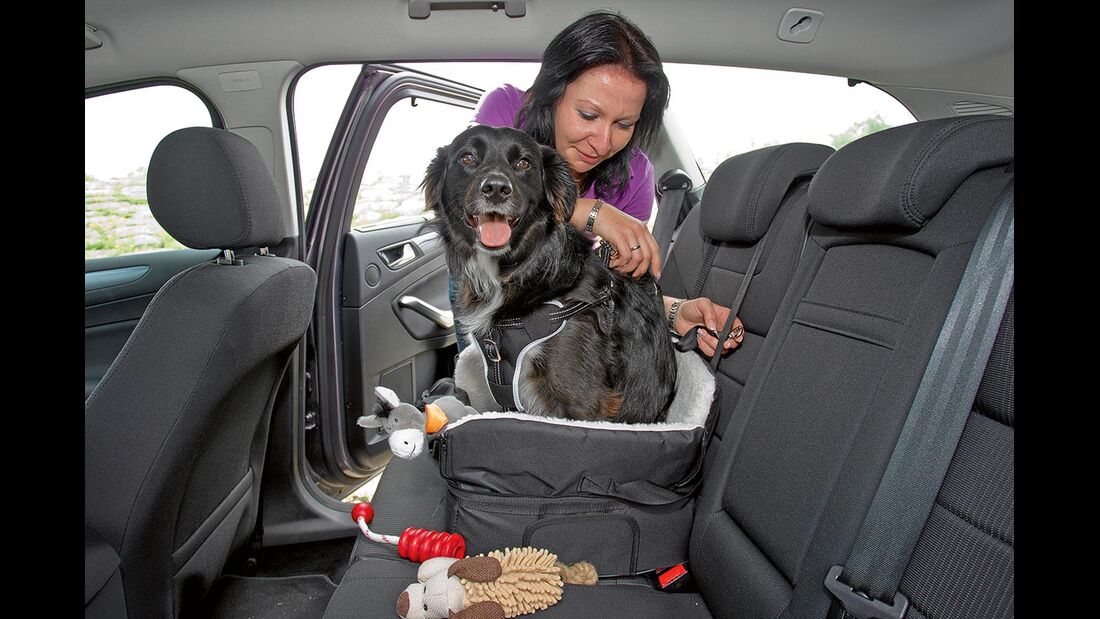 Mit Hilfe von Schnallen wird der Autositz für Hunde an der Rückbank angebracht.