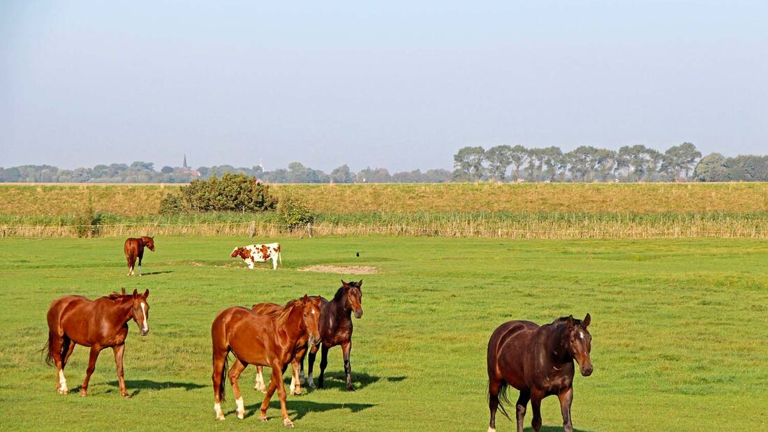 Pferde und Kühe teilen sich die große Koppel in der Nähe von Otterndorf.