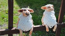 Schafsköppe bei Osterode
